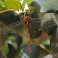 Green-eyed Hawker, Norfolk Hawker (Aeshna isosceles) Algarve, Alan Prowse